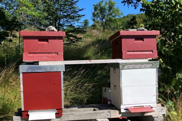 Klubbens bin tillbaka?